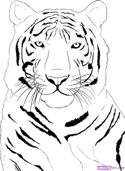 How To Draw A White Tiger Hundreds Of Drawing Tuts On This Site