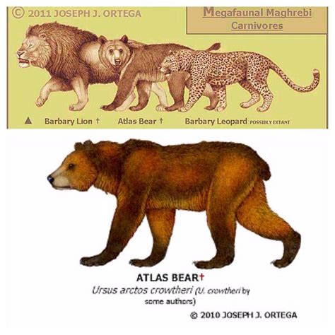 Atlas Bearan Extinct Bear Subspecies Found In Woodlands And