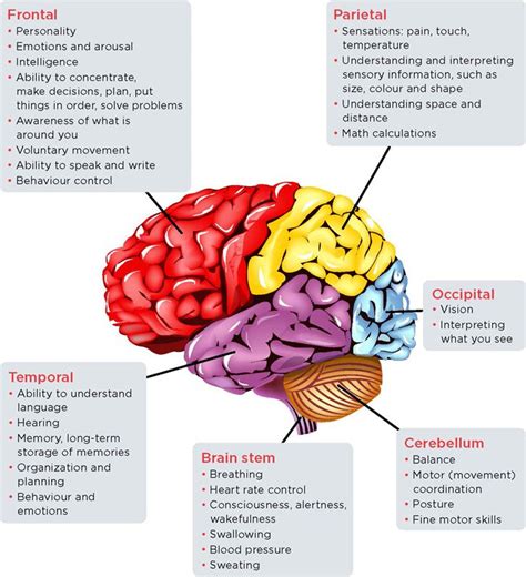 Stroke Brain Regions Functions Frontal Parietal Temporal Brain