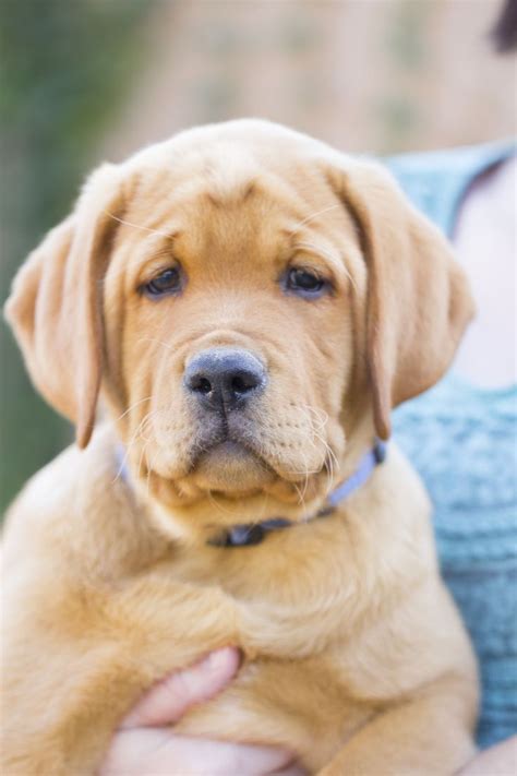Find golden retriever puppies near you at lancaster puppies. Fox Red Labrador Retriever puppy "Odin" at ...