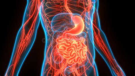 Human Internal Organs Digestive System Stomach With Small Intestine