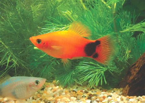 Ikan ini masuk ke dalam ikan hias air tawar yang unik karena corak warnanya, selain itu karakteristik ikan juga karena perawatan dan cara budidaya ikan cupang yang cukup mudah membuat banyak orang yang membudidayakannya. Budidaya Ikan Hias Air Tawar: Budidaya Ikan Platy