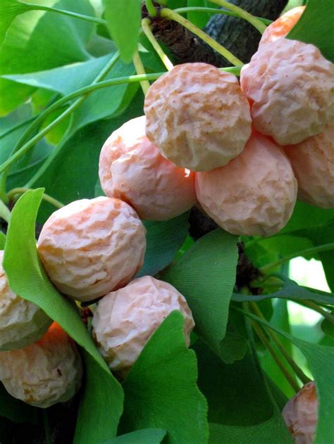 You may ask, are ginkgoes dioecious ? 11 best Trees - Ginkgo Biloba images on Pinterest | Garden ...