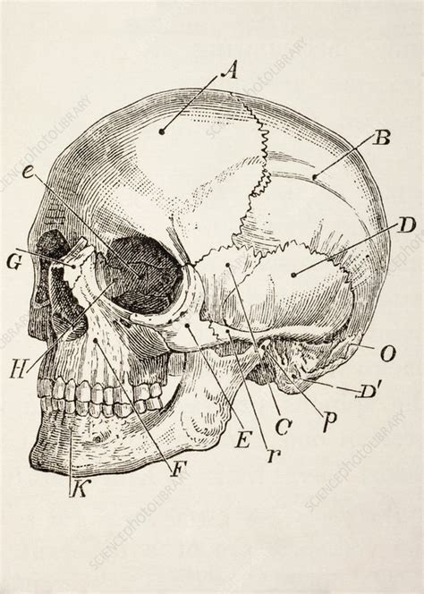 The Human Skull Stock Image C0248844 Science Photo Library