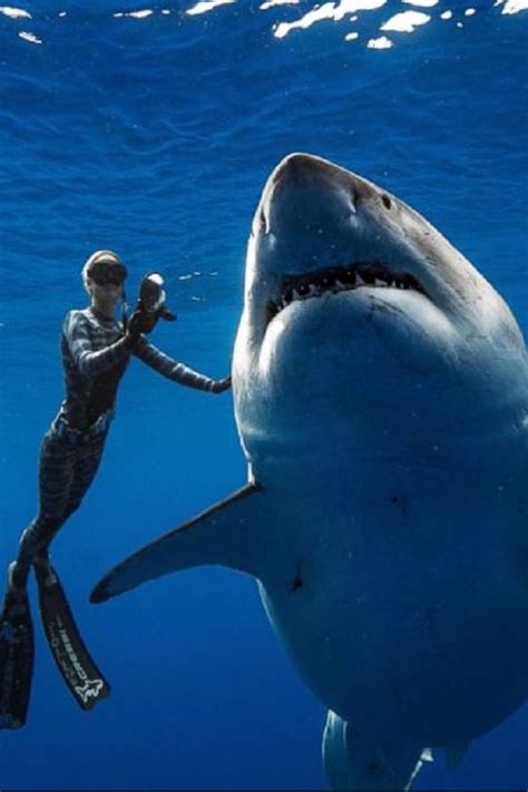 List Of How Deep To Great White Sharks Swim Ideas