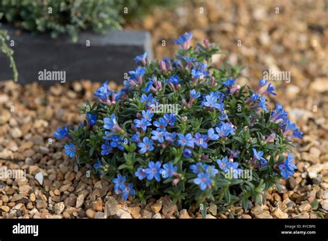 Lithodora Diffusa Heavenly Blue Stock Photo Alamy