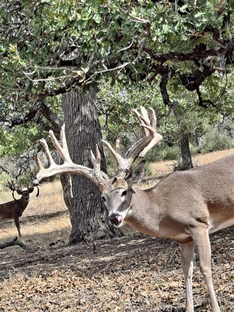 Trophy Whitetail Deer Hunting Photo Gallery At White Ghost Ranch In