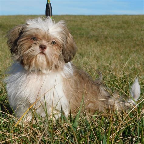 Explore 10 listings for shitzu cross puppies at best prices. Shih Tzu Puppies For Sale | Asheville, NC #324040