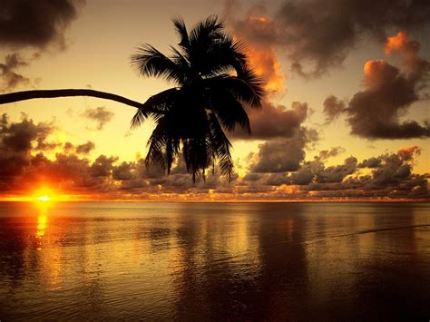 Sunset Nature Palm Trees Wallpapers Hd Desktop And