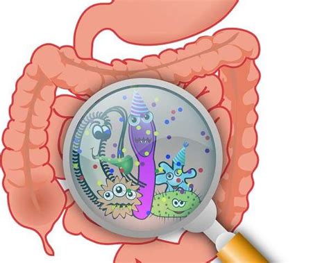 Gut Reaction How The Gut Microbiome May Influence The Severity Of