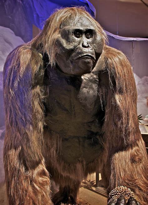 gigantopithecus largest ape ever lived