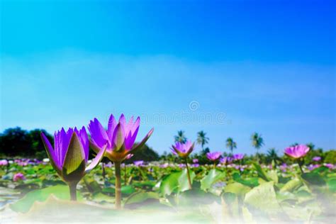 Lotus Flower Blooming On The Water In Gardenthailand Stock Image