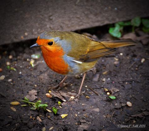 Robin Redbreast By Simononeill18 On Youpic