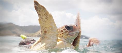 Help Save Threatened And Endangered Sea Turtle Species By Clicking On This Pin And Seeing What