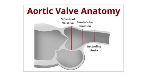 Back To The Basics Aortic Valve Anatomy Cardioserv