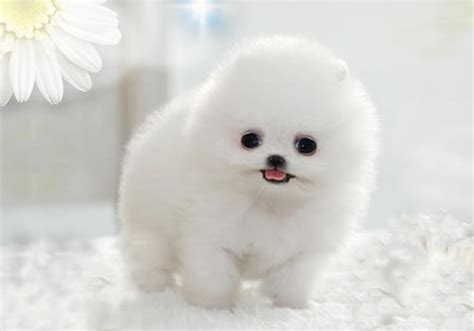 Floof Ball R Blessed Images