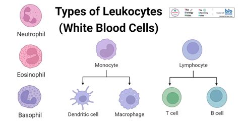 Types Of Leukocytes White Blood Cells Structure Functions