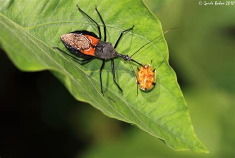 Stink Bug 101 An Introduction To Stink Bugs The Infinite Spider
