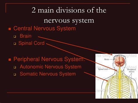 Ppt Divisions Of The Nervous System Powerpoint Presentation Id1967306