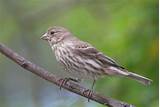 Photos of Female House Finch