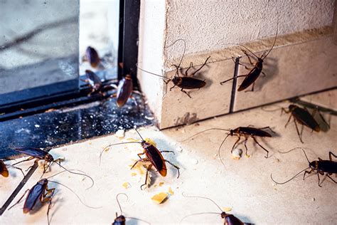 Time For A Cockroach Extermination Maine Bed Bugs And Pest Control