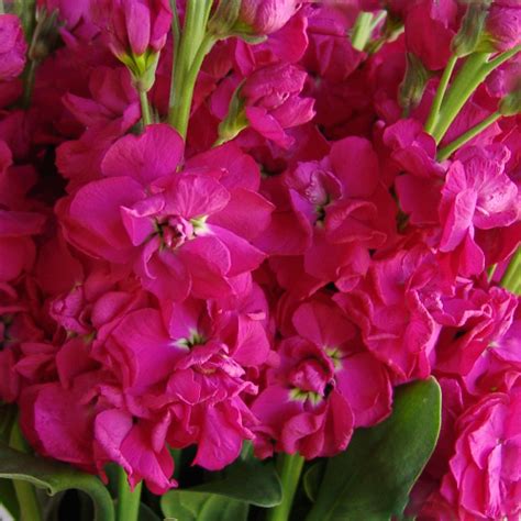 Stock can create lovely colour in your garden for a long season throughout the spring and summer. Stock Hot Pink Flower