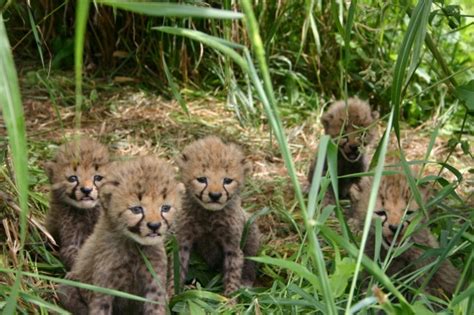 Five Cheetah Cubs Zooborns