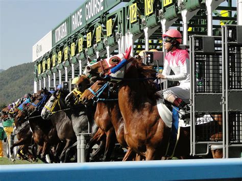 本命馬と対抗馬の違いと選ぶ際に重要になってくる3つのファクター 競馬情報サイト