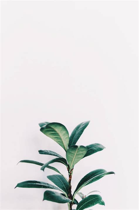 Download Plants Iphone Wallpaper