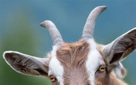 How Quickly Do Goats Grow Their Horns Diamond Hoof Care