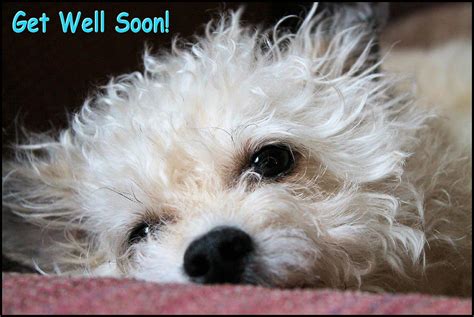 Get Well Soon Dog By Sarah Broadmeadow Thomas