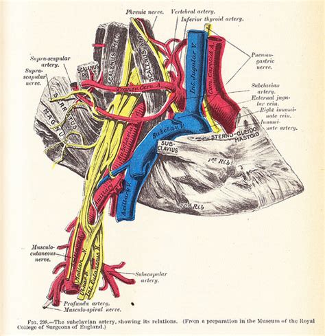 Figure The Right Subclavian Artery And StatPearls NCBI Bookshelf