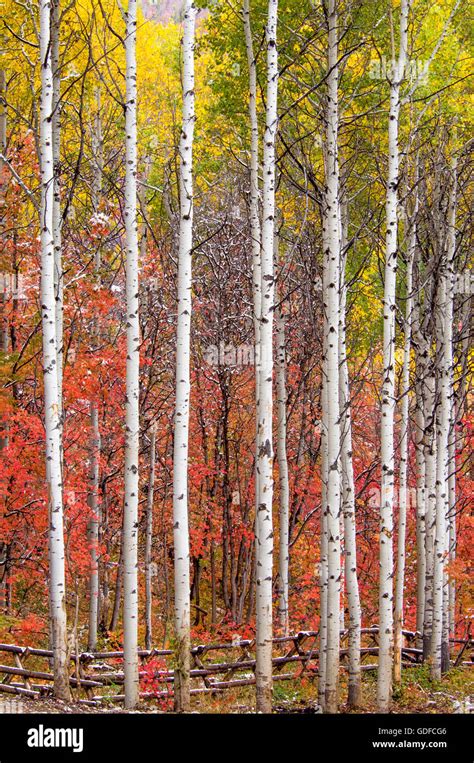 Rocky Mountain Maple Tree Aspen Hi Res Stock Photography And Images Alamy