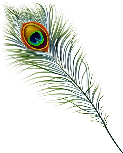 Peacock Feather Clipart Png
