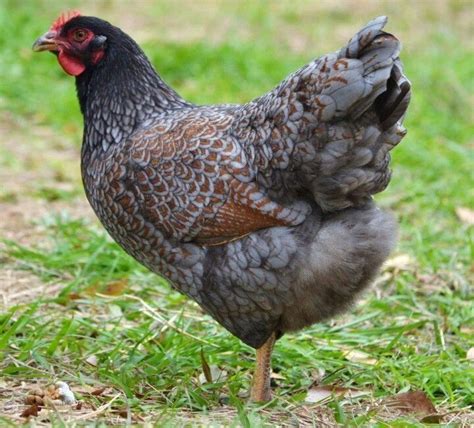 Everything you need to know. Blue Double Laced Wyandotte Hen in 2020 | Chickens ...