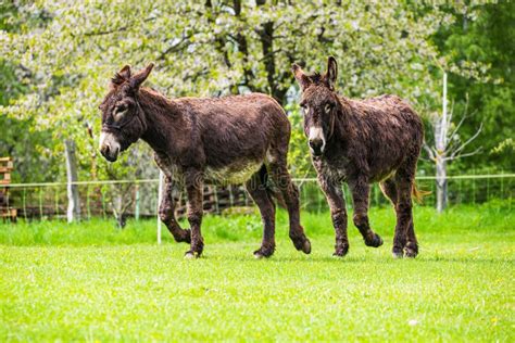 Two Brown Donkeys Who Love Each Other Green Background Summer Time