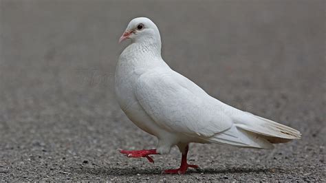 White Pigeon Bird Is Walking On Road Hd Birds Wallpapers Hd