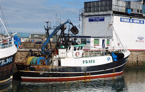 Lapwing PD972 Size Large Peterhead PD Gallery