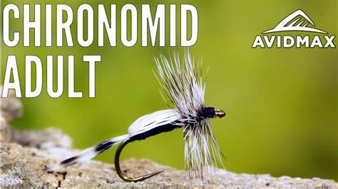 How To Tie A Chironomid Adult Avidmax Fly Tying Tuesday Tutorials