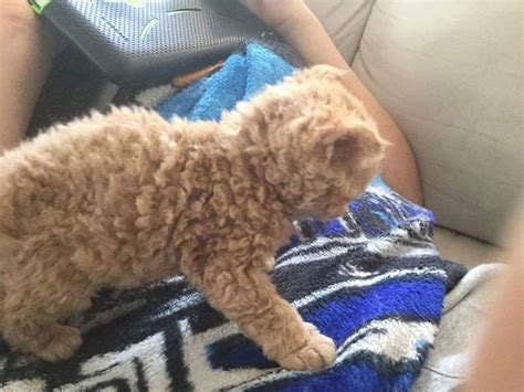 these curly cats are taking over the internet after all descended from one shelter kitty