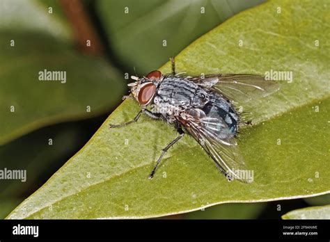 Housefly On A Leaf Musca Domestica Muscidae Stock Photo Alamy