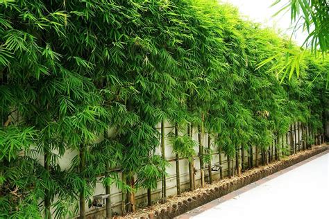 Planting Bamboo For Privacy Plant Ideas