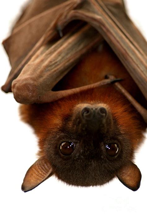 Little Red Flying Fox Hanging Out Photograph By Serena Bowles