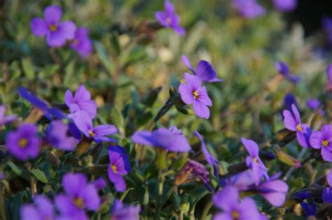 3840x2160 Wallpaper Tilt Shift Photography In Bed Of Purple Petaled