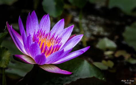 With one of the largest market caps of all cryptocurrencies in circulation, this cheap cryptocurrency still has a huge potential for growth. Most Popular Photos on 500px Right Now