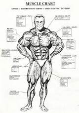 Muscle Exercise Names Pictures