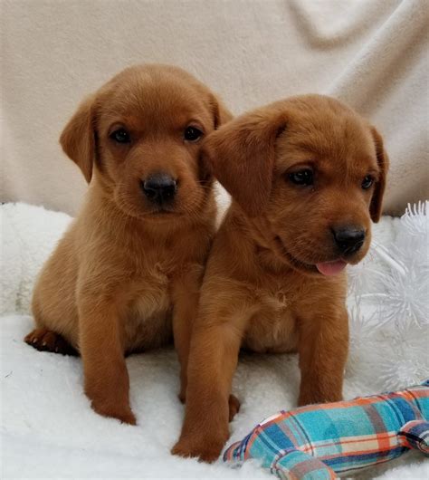 9 akc yellow labrador puppies looking for a home and a hunting friend. Finn - male Labrador Retriever puppy in Arkansas ...