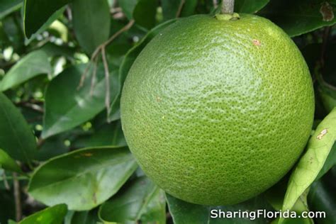 Picking Green Florida Oranges Florida Locations For Pick Your Own