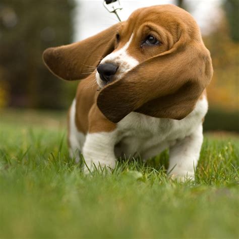 Basset Hound Puppies Anyone Its Time For A Cuteness Break