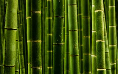 45 Bamboo Looking Wallpaper